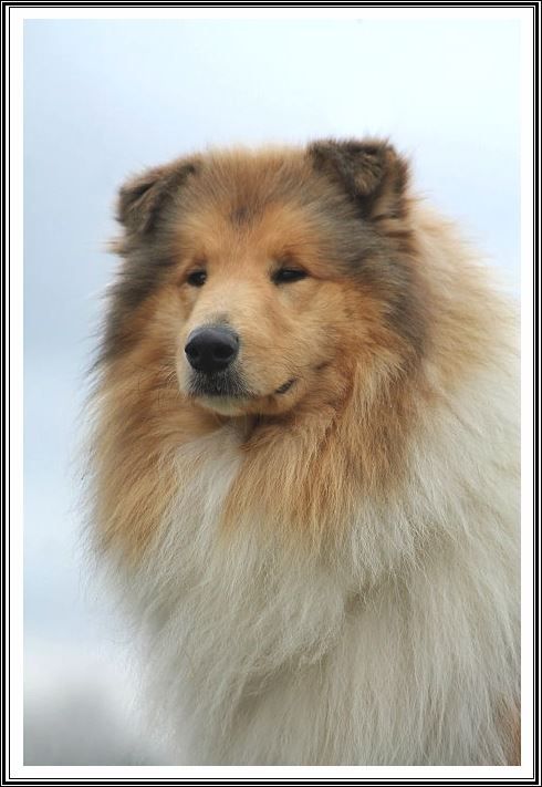 Lucky du bois des chênes beaux
