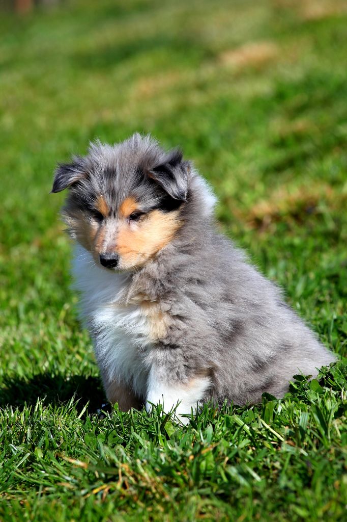 Of Keepers Fowls - Colley à poil long - Portée née le 25/01/2021